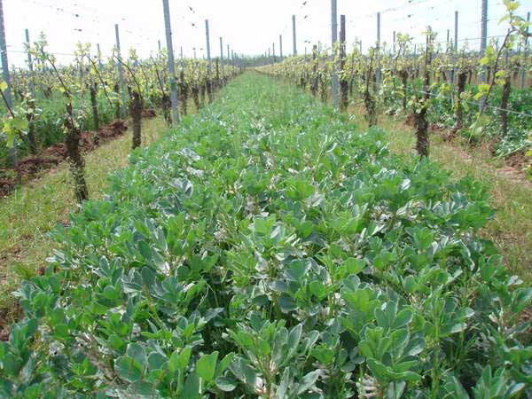 Projet Vignes spiritueux naud